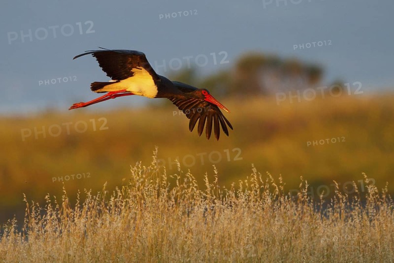 Black Stork (Ciconia nigra) flying, Greece