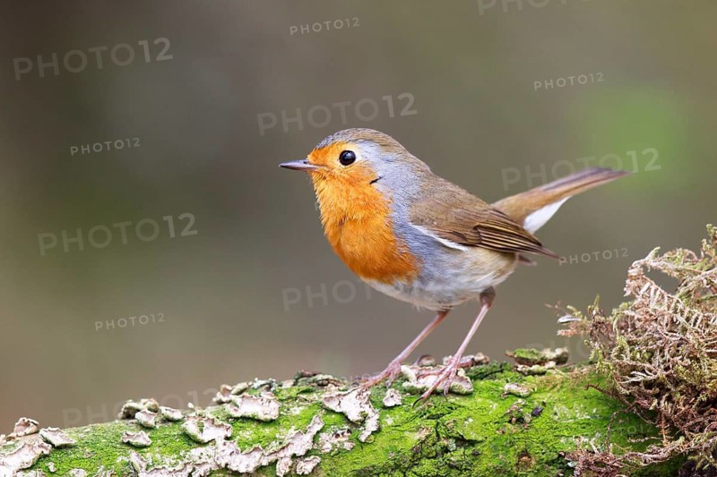 European Robin (Erithacus rubecula) perched on a mossy tree trunk, North Rhine-Westphalia, Germany
