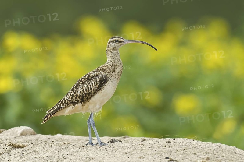 Bristle-thighed Curlew (Numenius tahitiensis), Hawaii, USA
