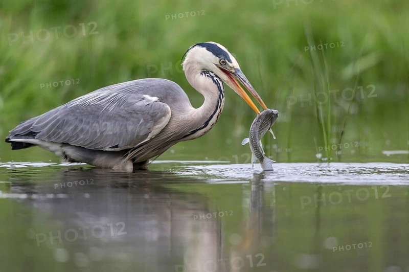 Grey Heron (Ardea cinerea) with fish prey in beak, Subotica, Serbia