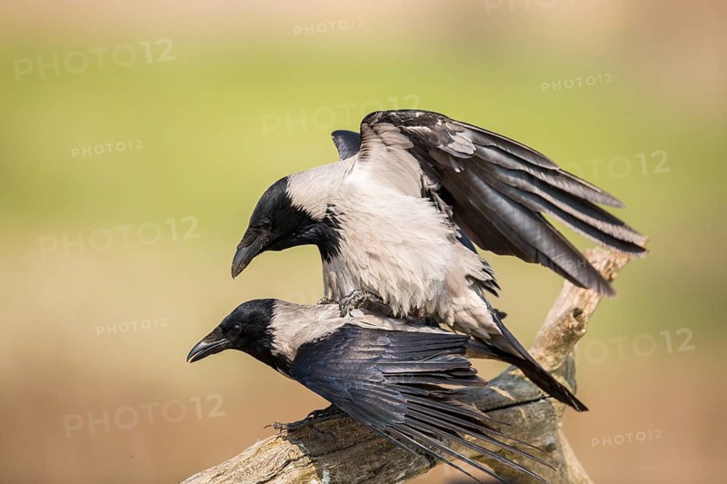 Hooded Crow (Corvus cornix) pair mating, Romania