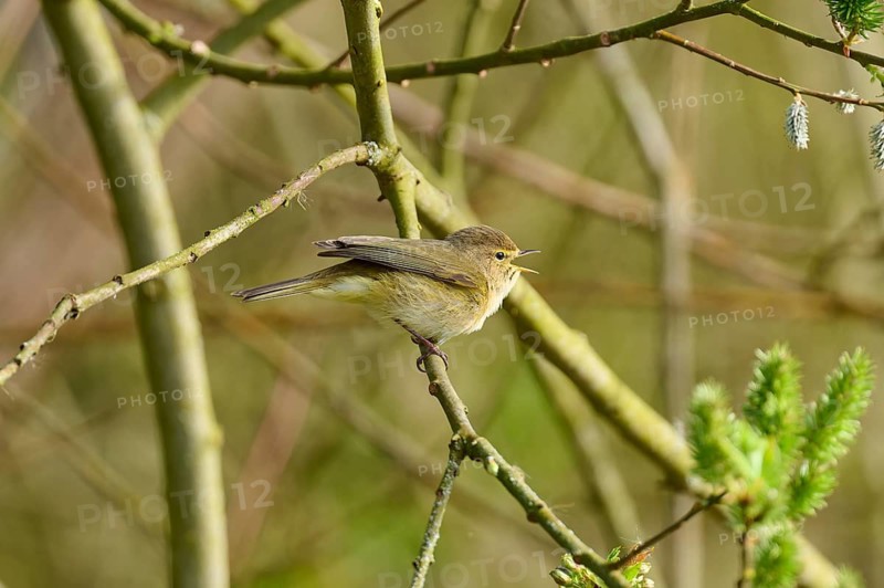 Small bird singing on a branch between green twigs, chiffchaff (Phylloscopus collybita), spring, bird island, Altmühlsee, Muhr am See, Gunzenhausen, Franconian Lake District, Bavaria, Germany