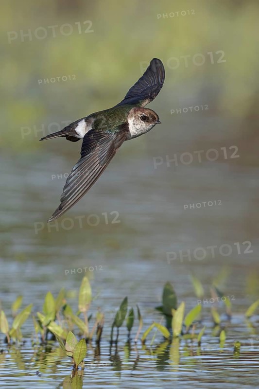 Violet-green Swallow (Tachycineta thalassina) flying over a marsh in Victoria, BC, Canada