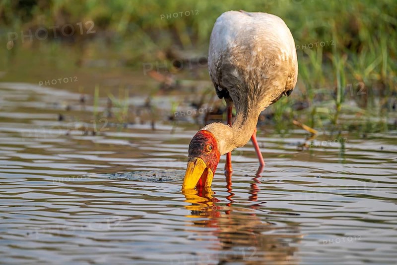 Glutton (Mycteria ibis) in the water foraging on the Chobe River, Ihaha, Chobe National Park, Botswana