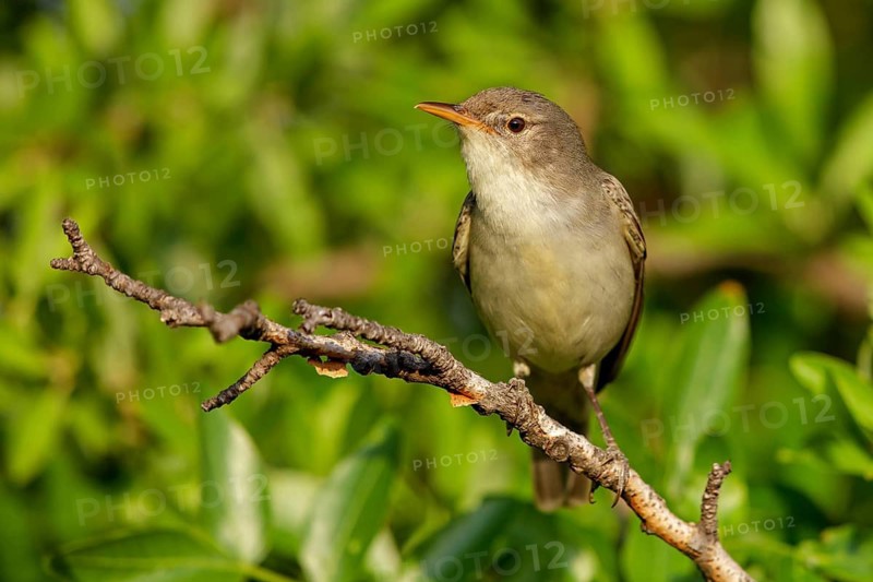 Olive warbler, (Hippolais olivetorum), animal, animals, bird, birds, biotope, habitat, perch, branch, twig, foraging, songbird, reed warbler family Lesvos, Greece