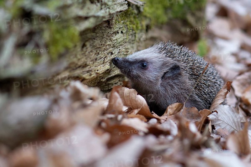 Hedgehog (Erinaceidae) on the forest floor looking for winter quarters, Cloppenburg, Lower Saxony, Germany