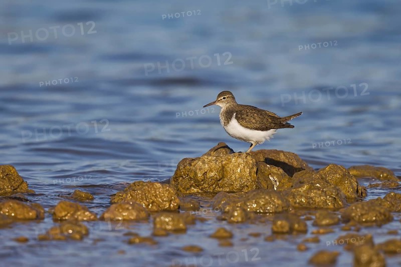 Common Sandpiper (Actitis hypoleucos) foraging, North Rhine-Westphalia, Germany