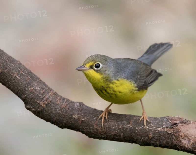 Canada Warbler, Cardellina canadensis, perched in Saskatoon, Canada