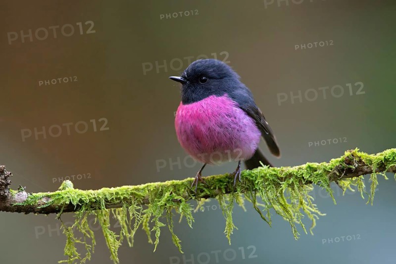 Pink Robin (Petroica rodinogaster) male perched on a mossy branch, Victoria, Australia