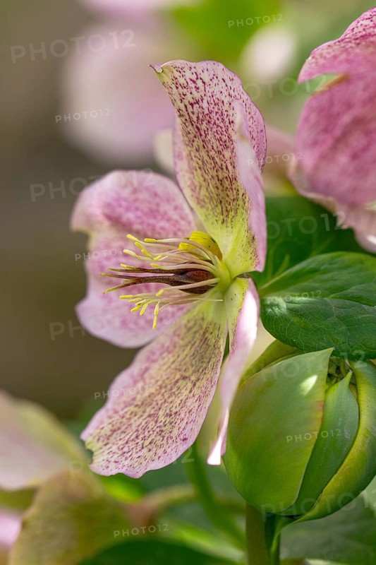 Delicate pink blossom of the snow rose (Helleborus niger) with fine patterns, Neunkirchen, Lower Austria, Austria
