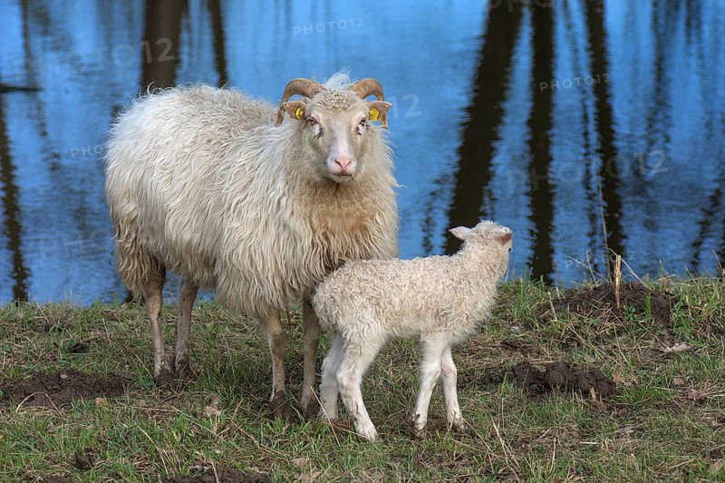 Horned bog nuck with its lamb on the water, Mecklenburg-Western Pomerania, Germany