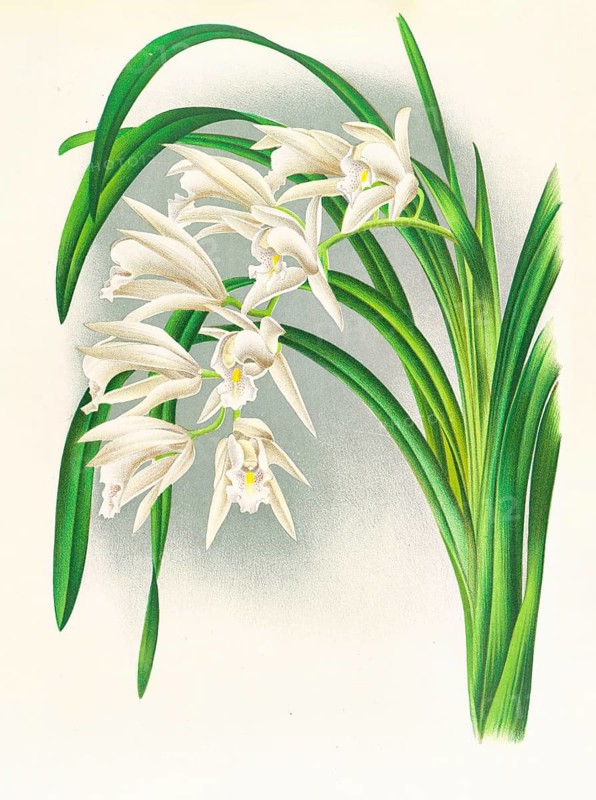 Orchid, Cymbidium mastersi, authentic reproduction of an illustration by Jean Jules Linden (1817 - 1898), Luxembourg-Belgian botanist, one of the fathers of orchid research, Historical