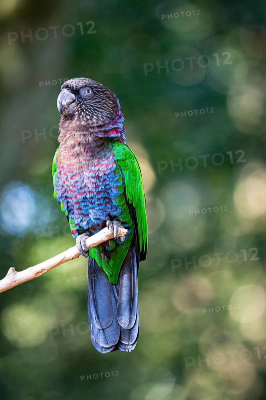 Red-fan parrot (Deroptyus accipitrinus) Pantanal Brazil