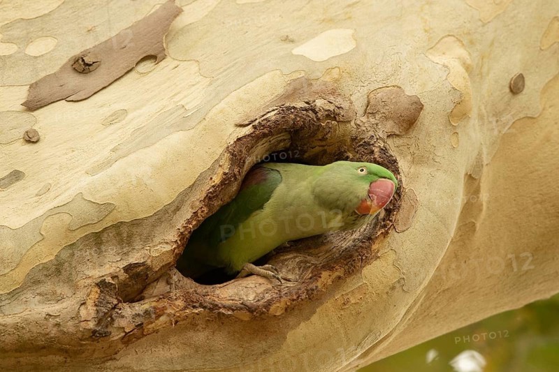 Alexandrine Parakeet (Psittacula eupatria) female peering out from nest hole, Hesse, Germany