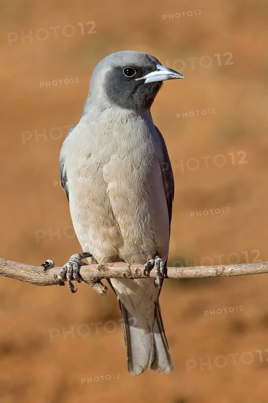 Masked Woodswallow (Artamus personatus), Western Australia, Australia