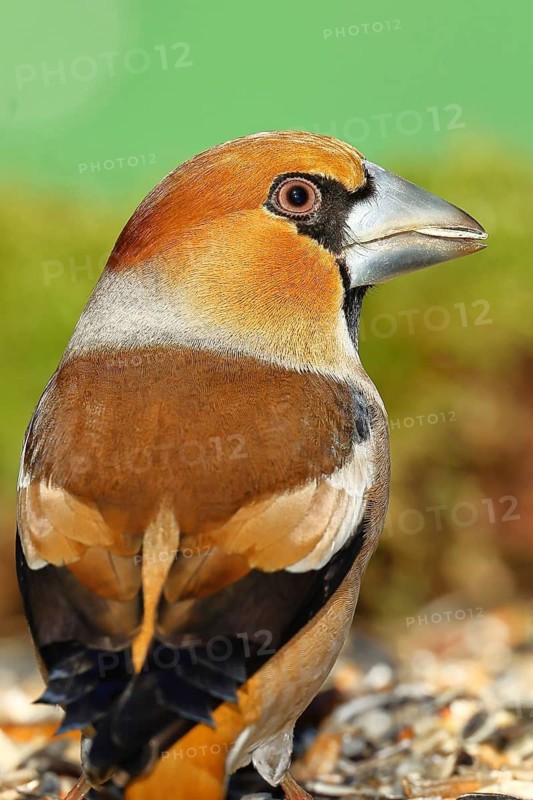 Hawfinch (Coccothraustes coccothraustes), male, animal portrait, North Rhine-Westphalia, Germany
