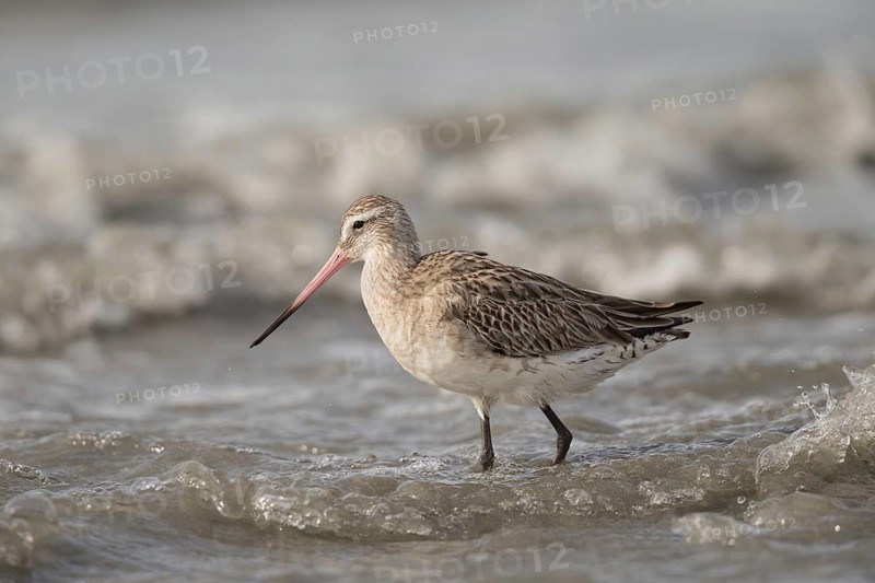 Bar-tailed Godwit (Limosa lapponica) foraging, Gambia
