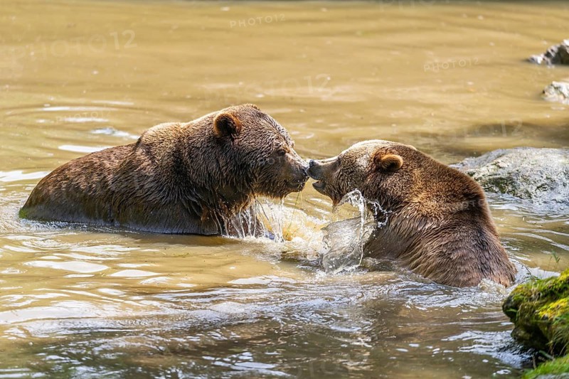 Eurasian brown bear (Ursus arctos arctos) playing with each other in a little lake, Bavarian Forest, Bavaria, Germany