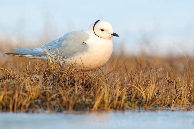 Ross's Gull (Rhodostethia rosea) on the tundra in Northern Alaska