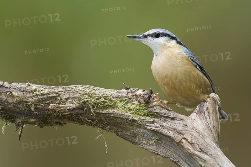 Eurasian Nuthatch (Sitta europaea), Rhineland-Palatinate, Germany