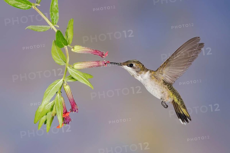 Ruby-throated Hummingbird (Archilochus colubris) female flying while feeding on flower nectar, Texas, USA