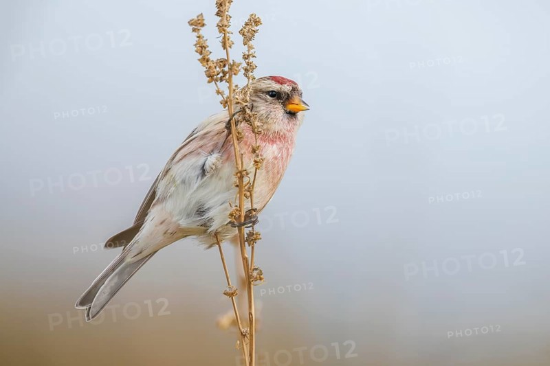 Taigabirkenzeisig, Acanthis flammea flammea Common Redpoll, Acanthis flammea flammea