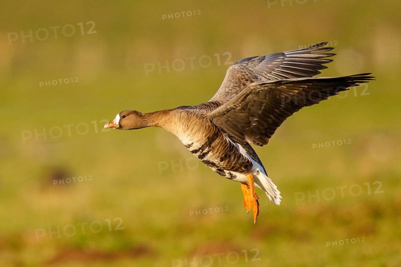 Greater White-fronted Goose (Anser albifrons) flying, North Rhine-Westphalia, Germany