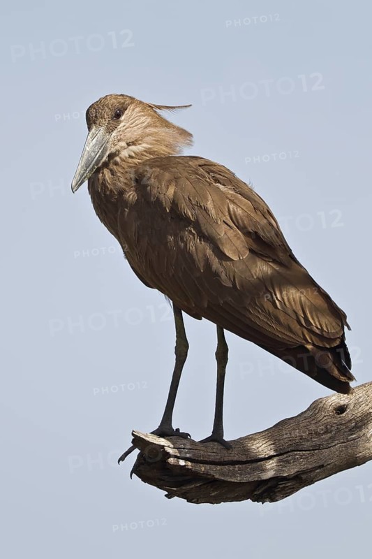 Hamerkop (Scopus umbretta), Masai Mara, Kenya