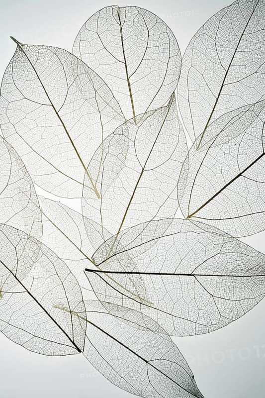 Beautiful image of overlapping leaf skeletons, revealing intricate vein patterns and delicate textures. The subtle play of light highlights the natural beauty and complexity