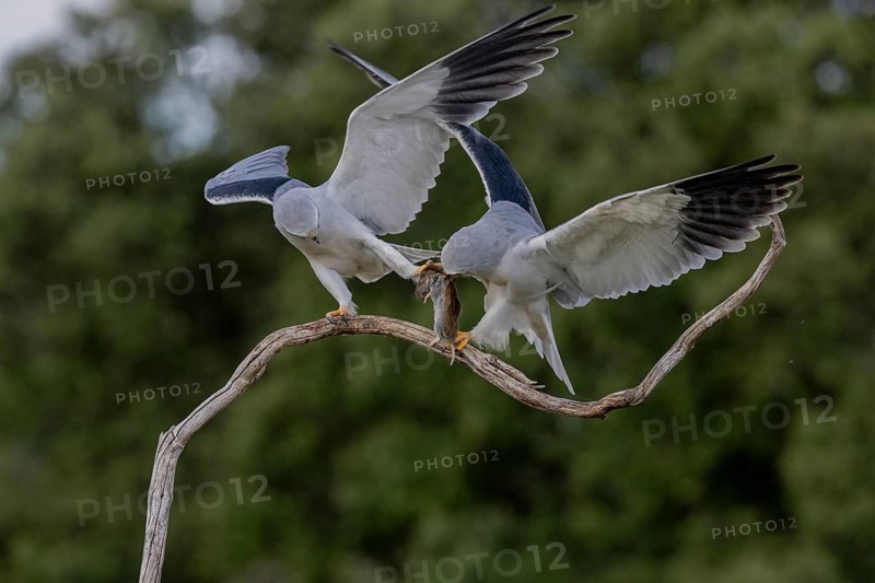 Slider (Elanus caeruleus), pair, with vole, Extremadura, Spain