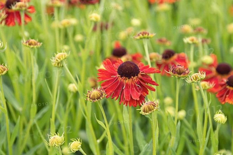 Sunflower (Helenium 'Moerheim Beauty')