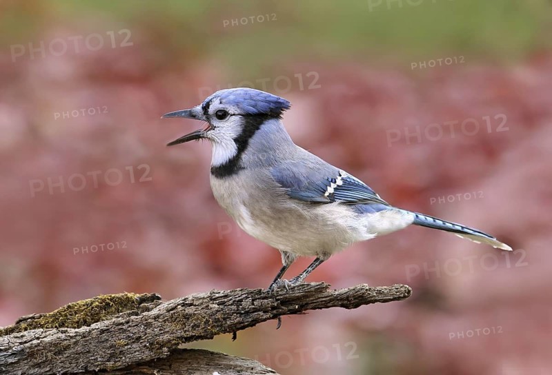 Blue Jay (Cyanocitta cristata), Saskatchewan, Canada