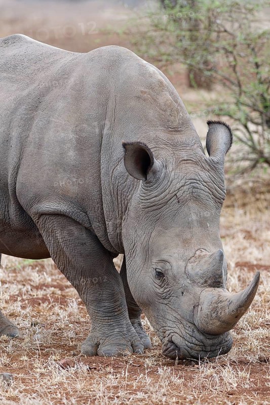 Southern white rhinoceros (Ceratotherium simum simum), adult male feeding on dry grass, foraging, Kruger National Park, South Africa