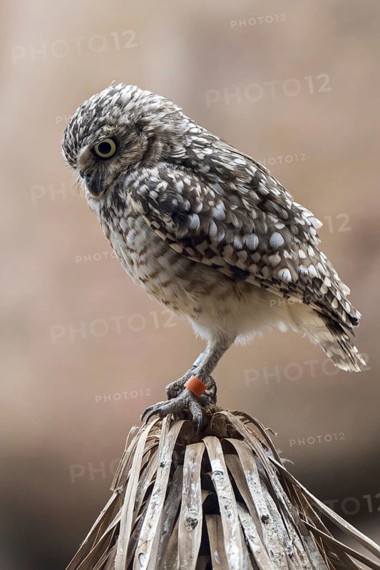 Burrowing owl (Athene cunicularia) native to North America and South America
