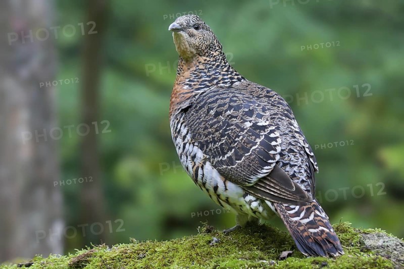 Western Capercaillie (Tetrao urogallus) female, Bavaria, Germany