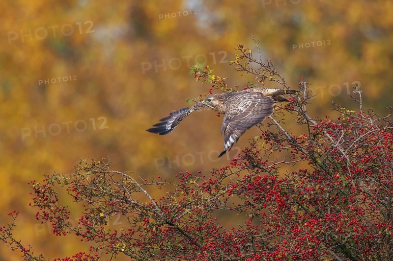 Common Buzzard (Buteo buteo) taking flight, North Rhine-Westphalia, Germany