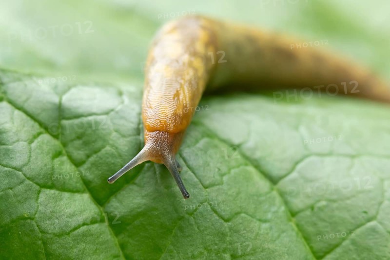 Leopard slug (Limax maximus) adult gastropod molluscs on a garden vegetable plant leaf in summer, England, United Kingdom
