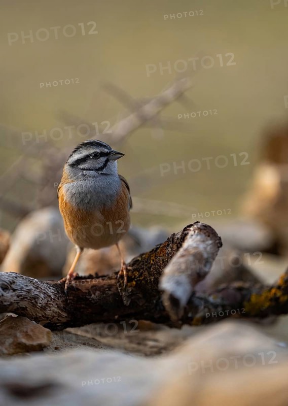 A striking image of a Rock Bunting (Emberiza cia) elegantly perched on a weathered branch against a soft, blurred background