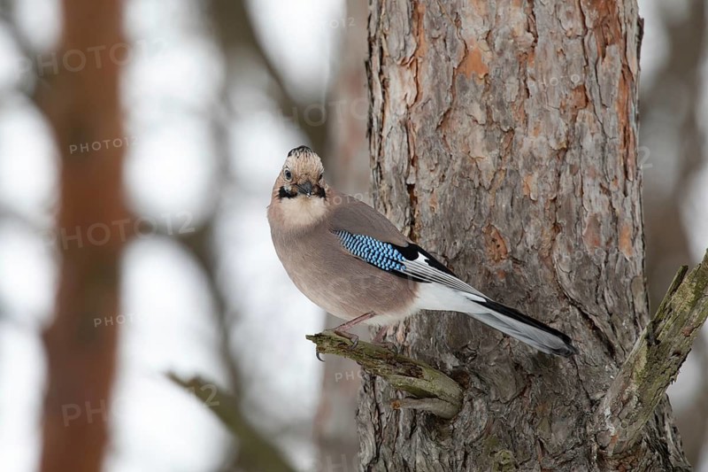 Jay in a park. Krasnodar. Russia