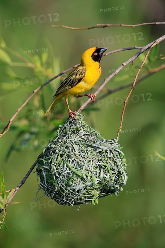 Masked Weaver (Ploceus velatus), adult, male, at the nest, alert, Pilanesberg National Park, North West Province, South Africa