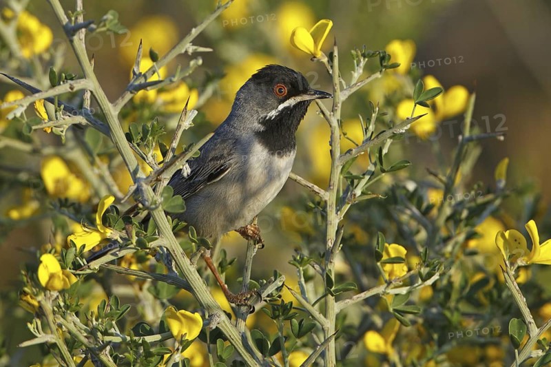 Rüppell's Warbler (Sylvia ruppeli) male, Silifke, Turkey