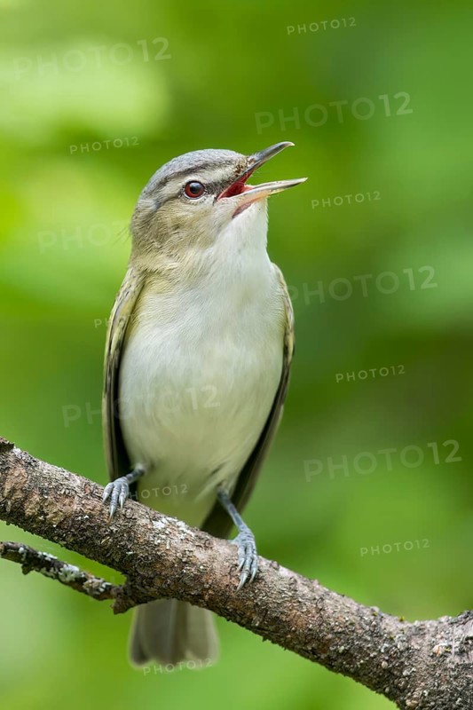 Red-eyed Vireo (Vireo olivaceus) perched on a branch in Ontario, Canada