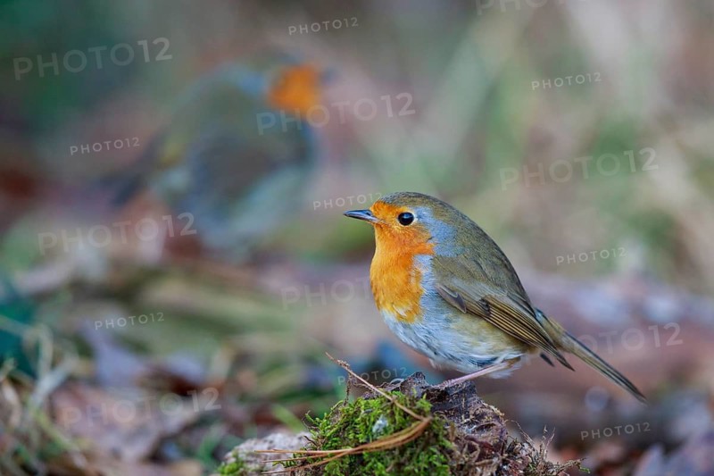 European Robin (Erithacus rubecula), North Rhine-Westphalia, Germany