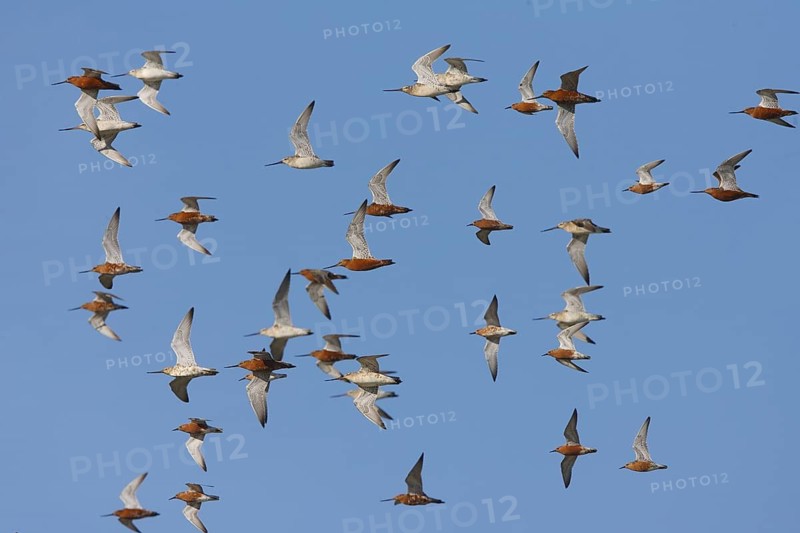 Bar-tailed Godwit (Limosa lapponica) flock flying, Netherlands