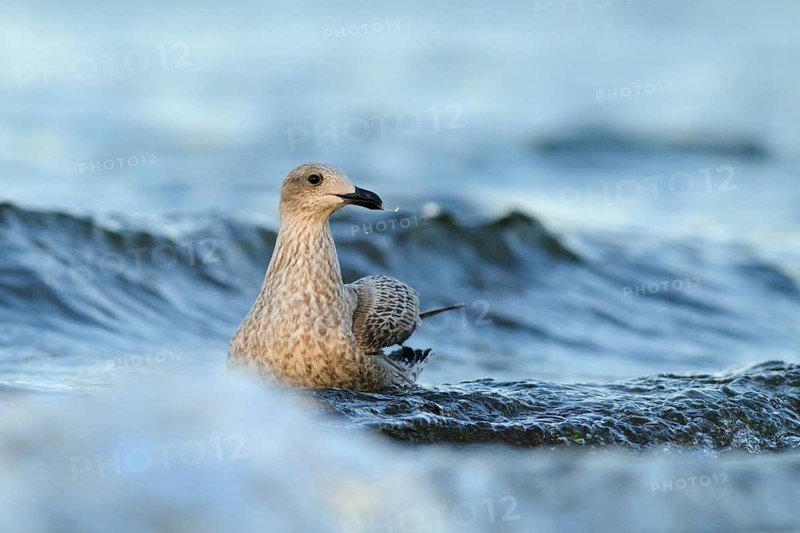 European Herring Gull (Larus argentatus), Mecklenburg-Western Pomerania, Germany