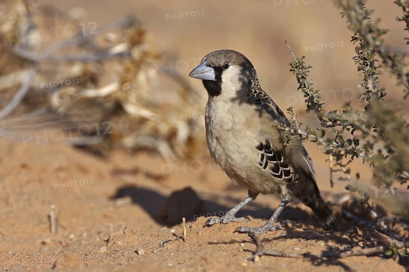 Sociable Weaver (Philetairus socius), Northern Cape, South Africa