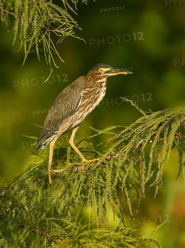 Green Heron (Butorides virescens), Texas, USA