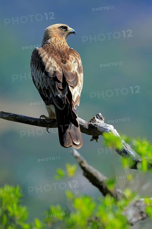 Booted Eagle (Hieraaetus pennatus) male, Andalusia, Spain