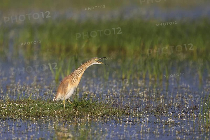 Squacco Heron (Ardeola ralloides) foraging, Greece