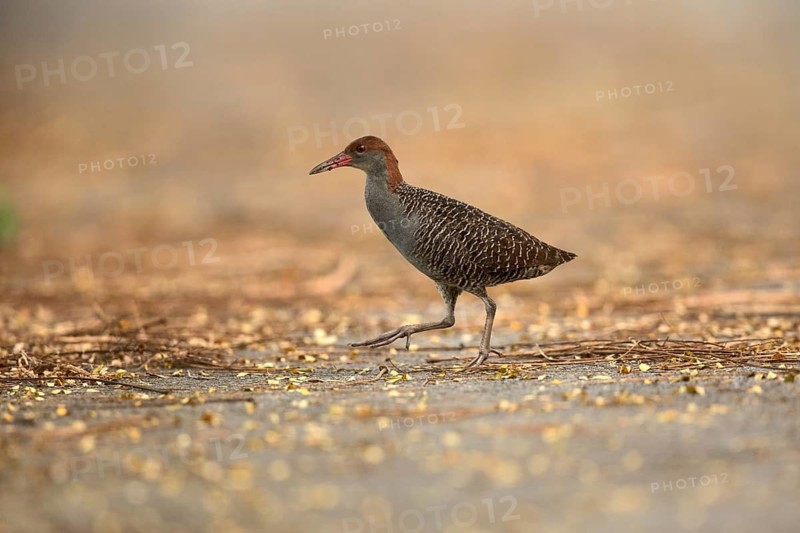 Slaty-breasted Wood Rail (Aramides saracura), Pahang, Malaysia